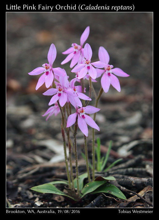 Little Pink Fairy Orchid (Caladenia reptans)