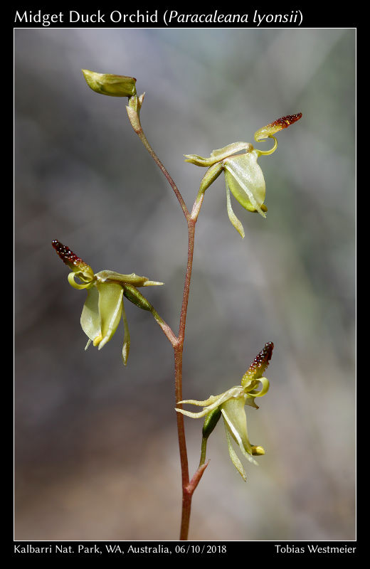 Midget Duck Orchid (Paracaleana lyonsii)