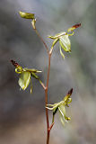 Midget Duck Orchid (Paracaleana lyonsii)