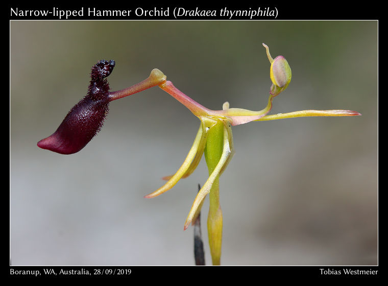 Narrow-lipped Hammer Orchid (Drakaea thynniphila)