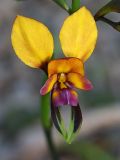 Pansy Orchid (Diuris magnifica)