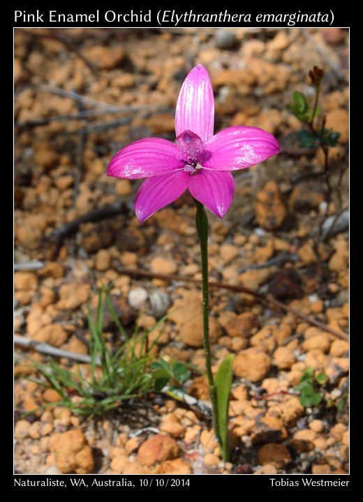Pink Enamel Orchid (Elythranthera emarginata)