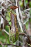 Slender Pitcher Plant (Nepenthes gracilis)