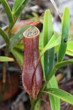 Pitcher Plant (Nepenthes sp.)