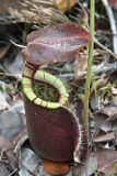 Raffles’ Pitcher Plant (Nepenthes rafflesiana)