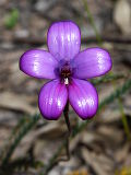 Purple Enamel Orchid (Elythranthera brunonis)