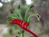 Red-and-green Kangaroo Paw (Anigozanthos manglesii)