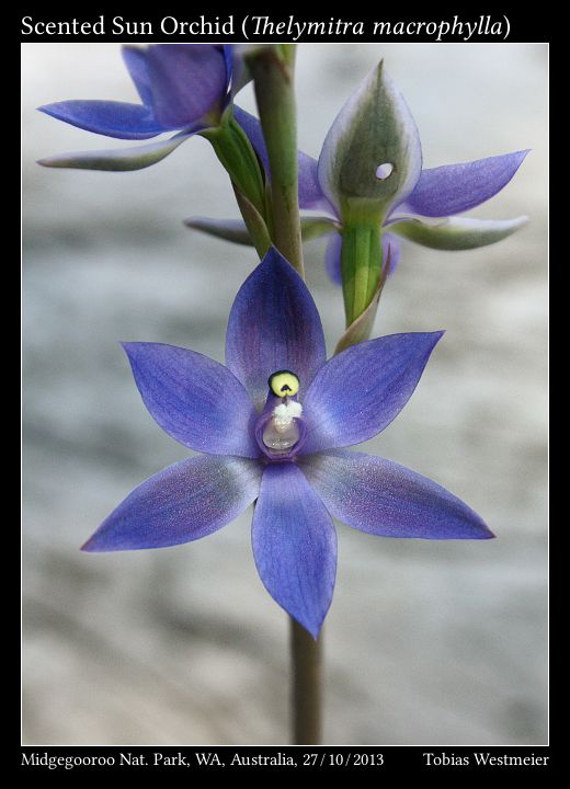 Scented Sun Orchid (Thelymitra macrophylla)