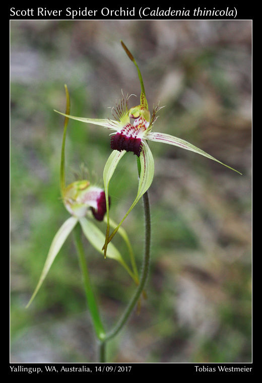 Scott River Spider Orchid (Caladenia thinicola)