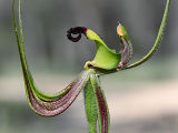 Smooth-lipped Spider Orchid (Caladenia integra)