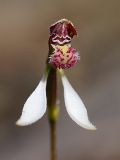 Swamp Bunny Orchid (Eriochilus helonomos)