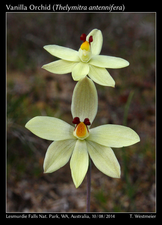 Vanilla Orchid (Thelymitra antennifera)