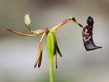 Warty Hammer Orchid (Drakaea livida)