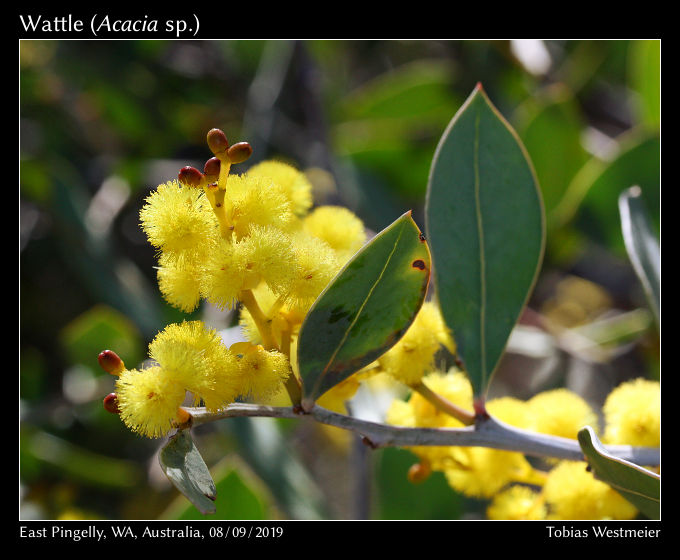 Wattle (Acacia sp.)