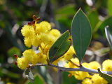 Wattle (Acacia sp.)