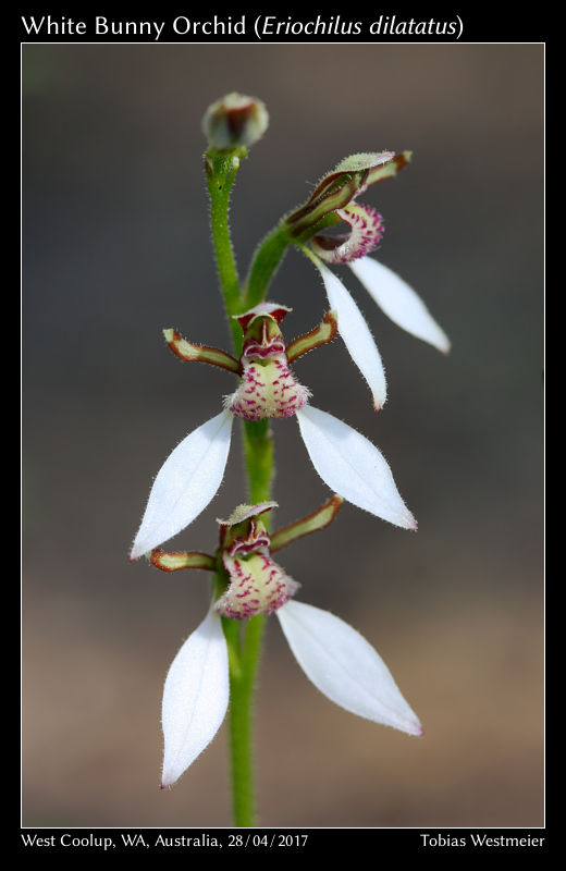 White Bunny Orchid (Eriochilus dilatatus)