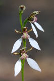 White Bunny Orchid (Eriochilus dilatatus)