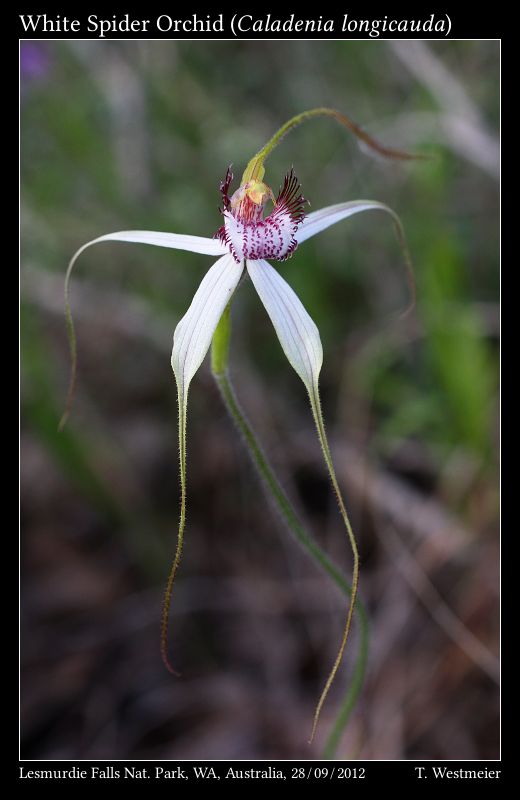 White Spider Orchid (Caladenia longicauda)
