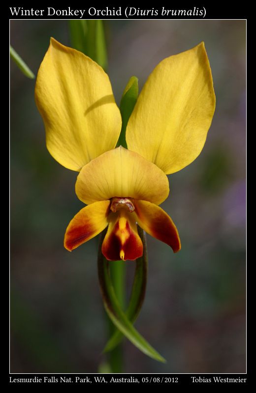 Winter Donkey Orchid (Diuris brumalis)