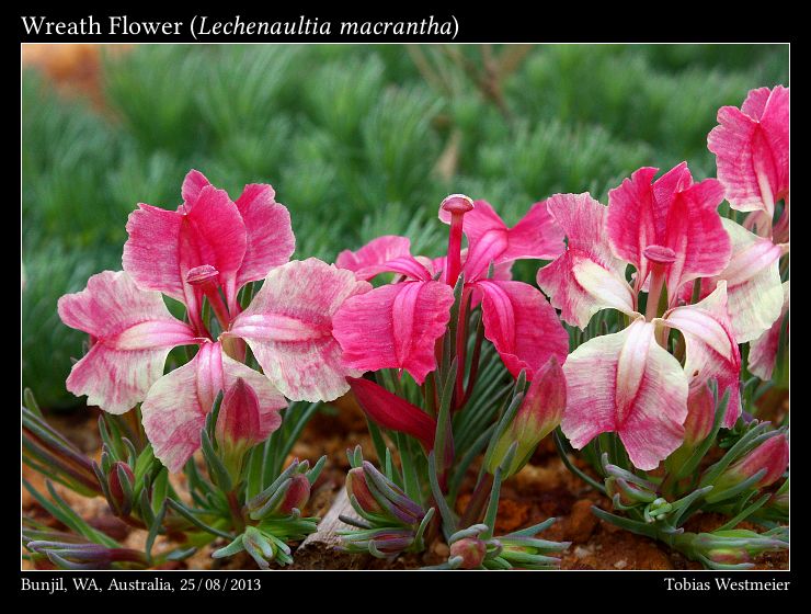 Wreath Flower (Lechenaultia macrantha)