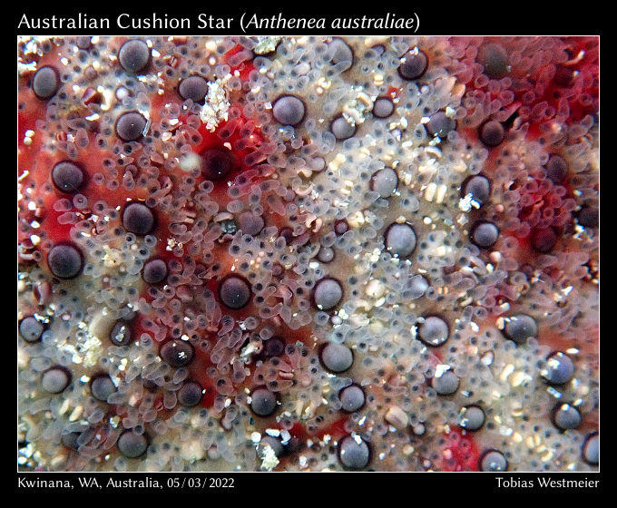 Australian Cushion Star (Anthenea australiae)