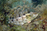 Brown-spotted Wrasse (Notolabrus parilus)