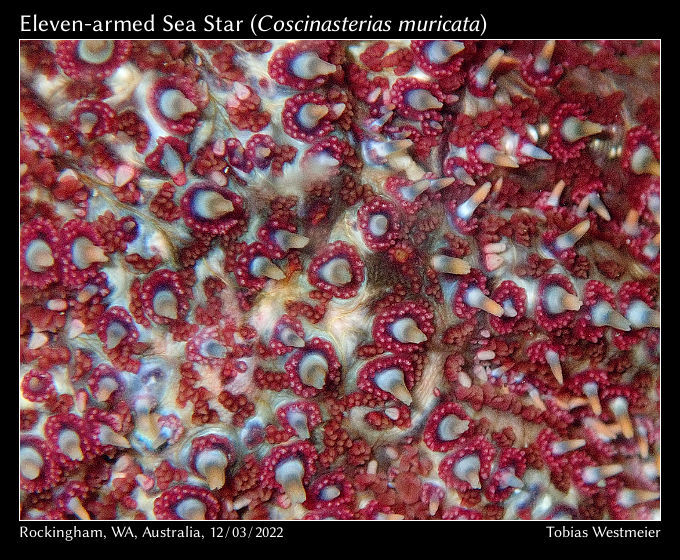 Eleven-armed Sea Star (Coscinasterias muricata)