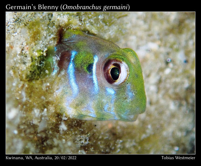 Germain’s Blenny (Omobranchus germaini)