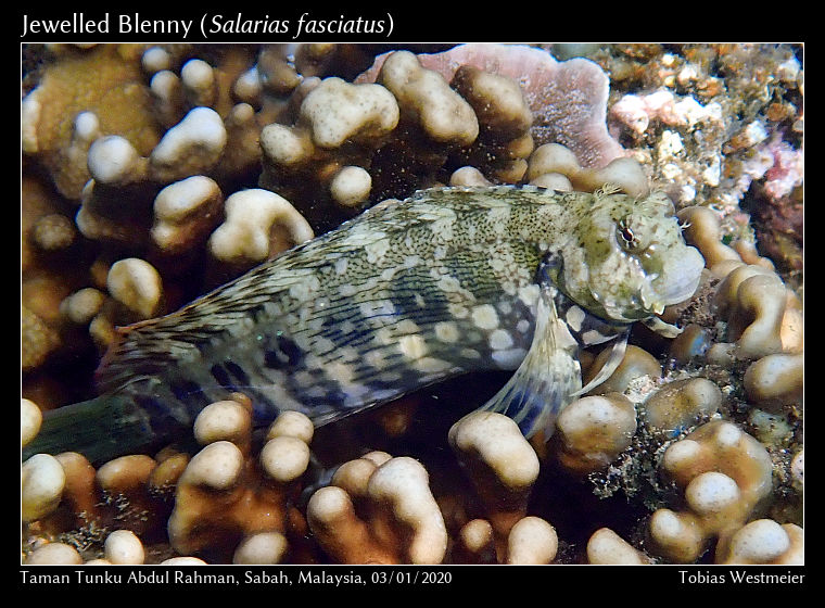 Jewelled Blenny (Salarias fasciatus)