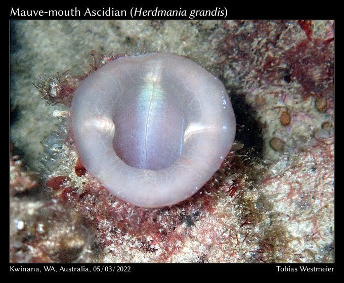 Mauve-mouth Ascidian (Herdmania grandis)