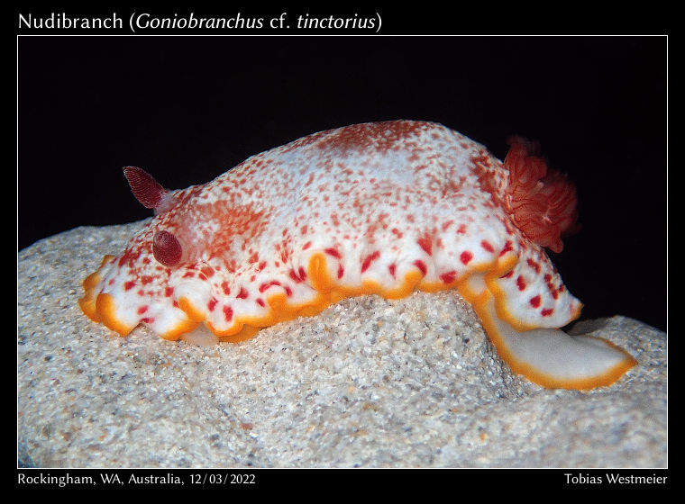 Nudibranch (Goniobranchus cf. tinctorius)