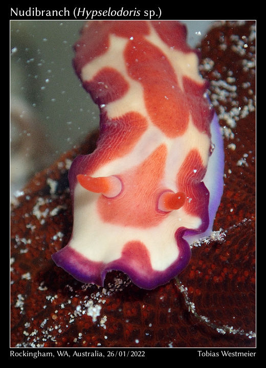 Nudibranch (Hypselodoris sp.)