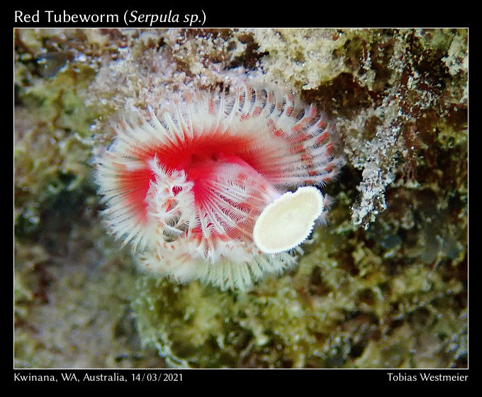 Red Tubeworm (Serpula sp.)