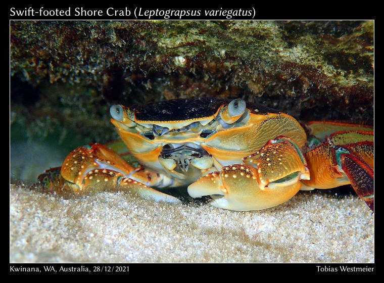Swift-footed Shore Crab (Leptograpsus variegatus)
