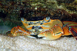 Swift-footed Shore Crab (Leptograpsus variegatus)