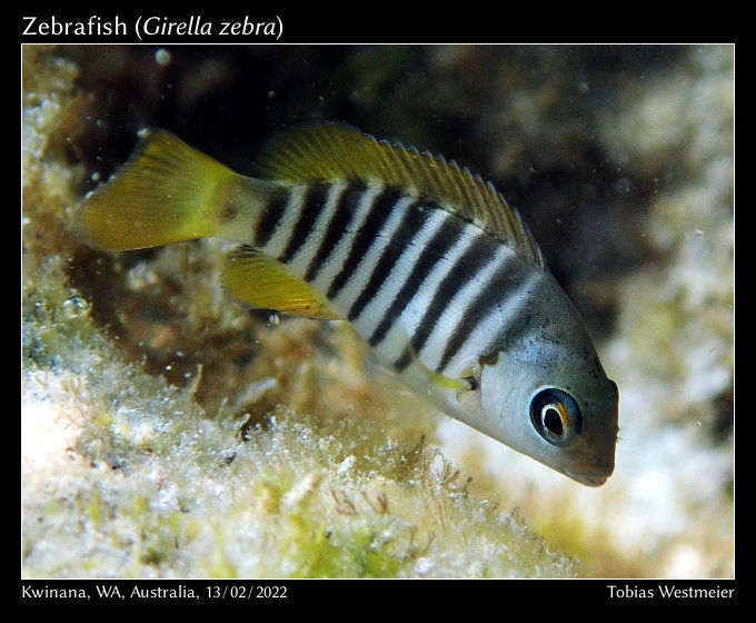 Zebrafish (Girella zebra)