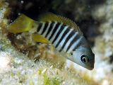 Zebrafish (Girella zebra)