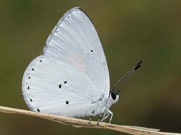 Yellow-spotted Blue