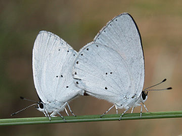 Yellow-spotted Blue