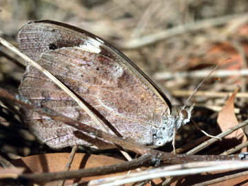 Common Brown (Heteronympha merope)