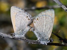 Two-spotted Line Blue