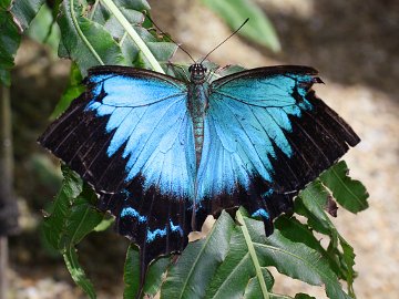 Ulysses Swallowtail