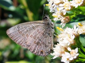 Short-tailed Line Blue