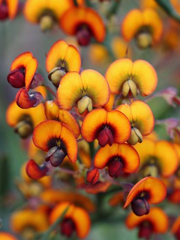 Pea Flower (fam. Fabaceae)