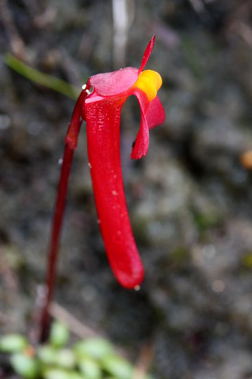 Redcoats (Utricularia menziesii)
