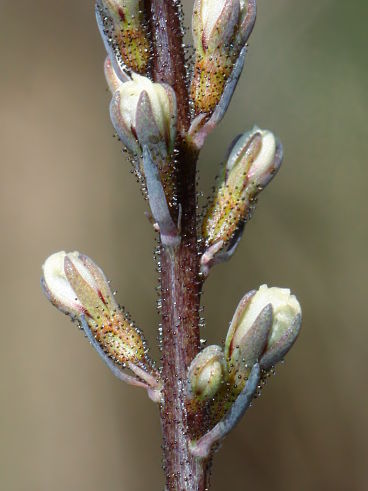 Trigger Plant (Stylidium sp.)