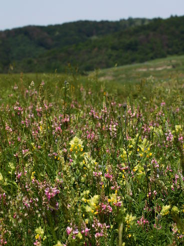 Common Sainfoin (Ono­bry­chis viciifolia) and Greater Yellow Rattle (Rhinanthus alectorolophus)