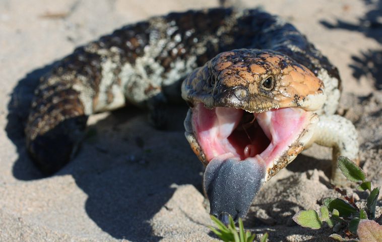 Bobail Lizard (Tiliqua rugosa)