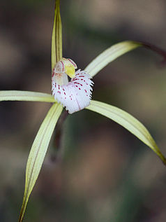 Yellow Spider Orchid (Caladenia denticulata)