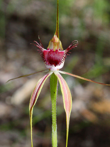 Tuart Spider Orchid (Caladenia georgei)
